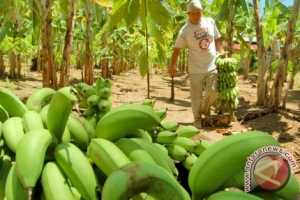 Potensi Pisang dalam Perbaikan Nasib Petani di Sulawesi Selatan